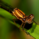 Illustration for article titled Shooting Challenge: Bugs 3